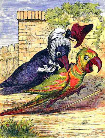 Parrot in trouble