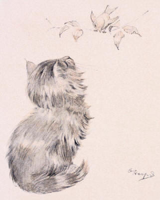 An Inquiry - Curious Kitten