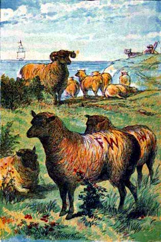 Sheep - Farm Animal
